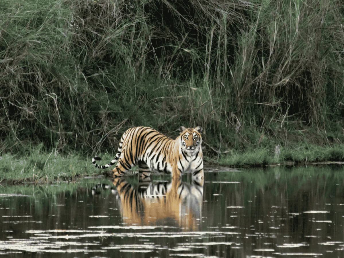 wildlife-tour
